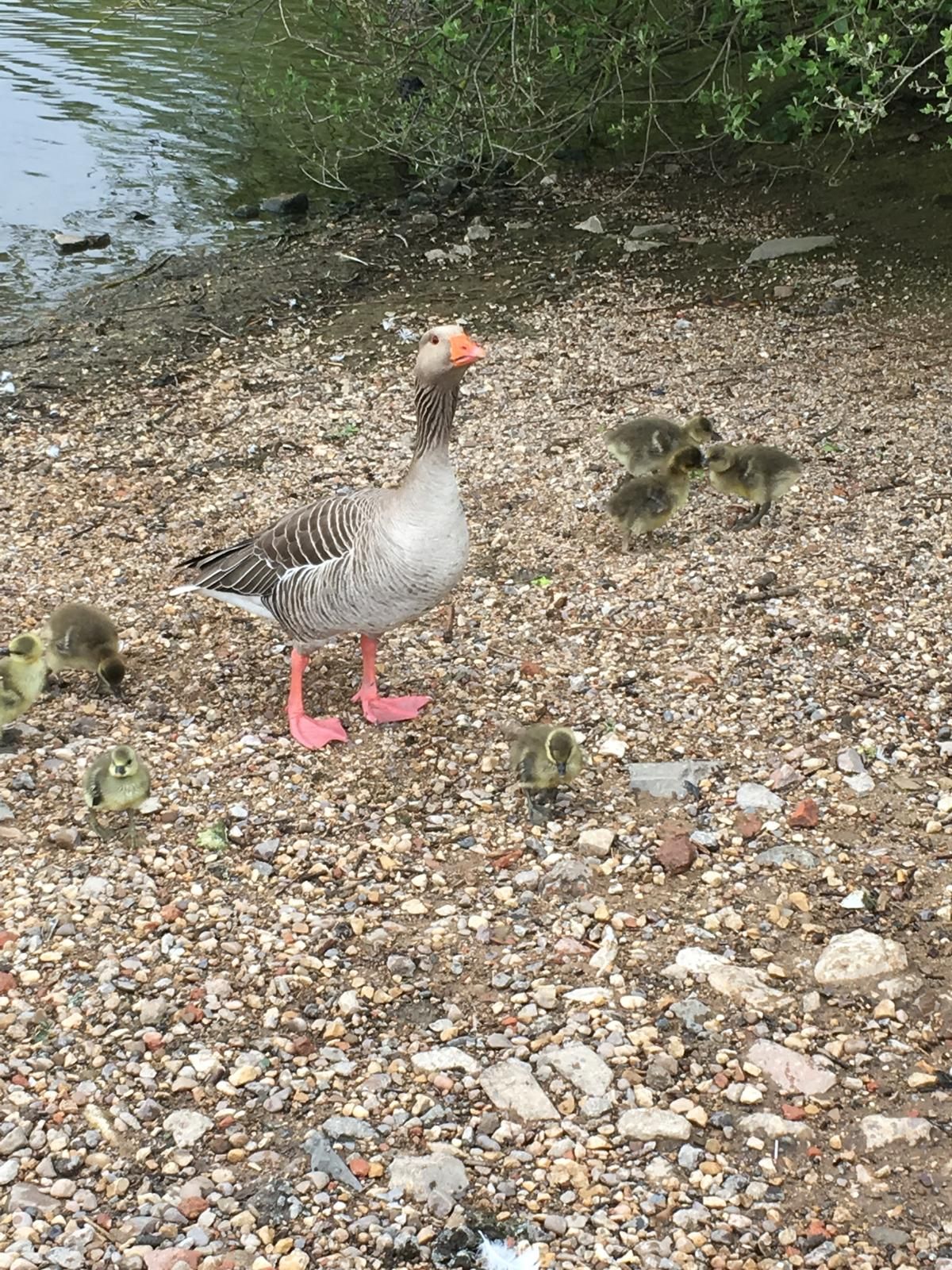 duck at attenborough